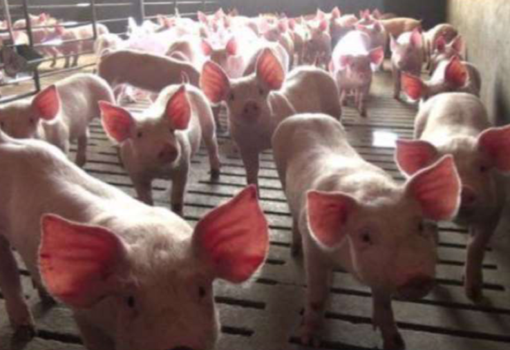 élevage porc
