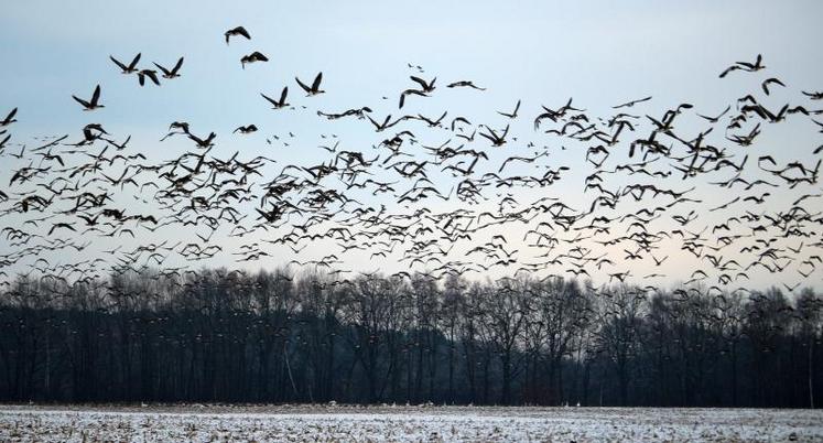 L’émergence de foyers d’influenza aviaire hautement pathogène chez des oiseaux sauvages et domestiques dans l’ouest de la Russie et au Kazakhstan ces derniers mois font craindre une réapparition de l'épizootie en Europe du nord et de l'est dans les prochaines semaines.