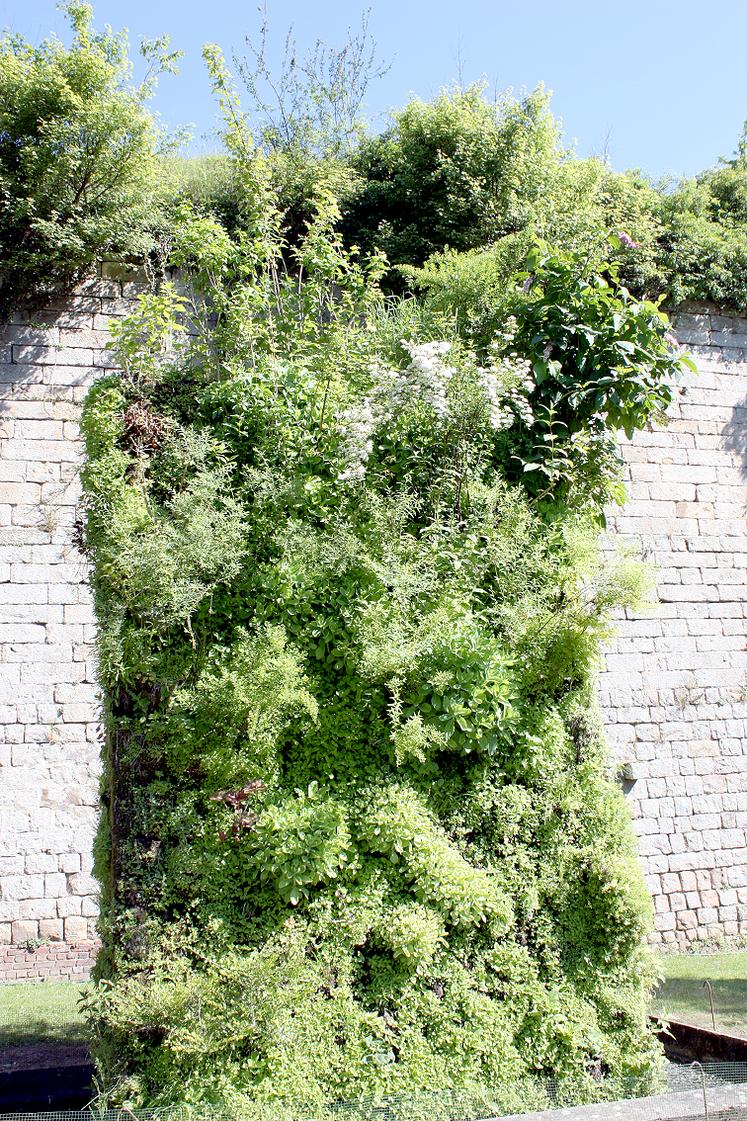 Déambulation parmi les exposants, découverte de nouvelles variétés et des murs végétaux sont au programme pendant deux jours à la Citadelle de Doullens.