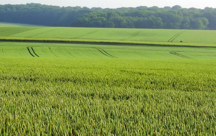 En Picardie, les premières moissons de blé ne sont pas envisagées avant la première quinzaine d’août.