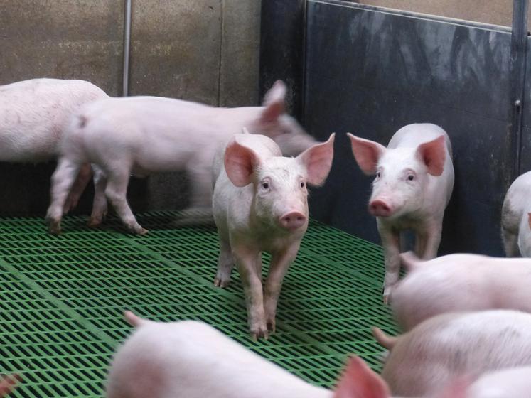 Entre la flambée de l’alimentation et un prix morose, la filière porcine «fait face au plus fort ciseau de prix jamais subi depuis trente ans».