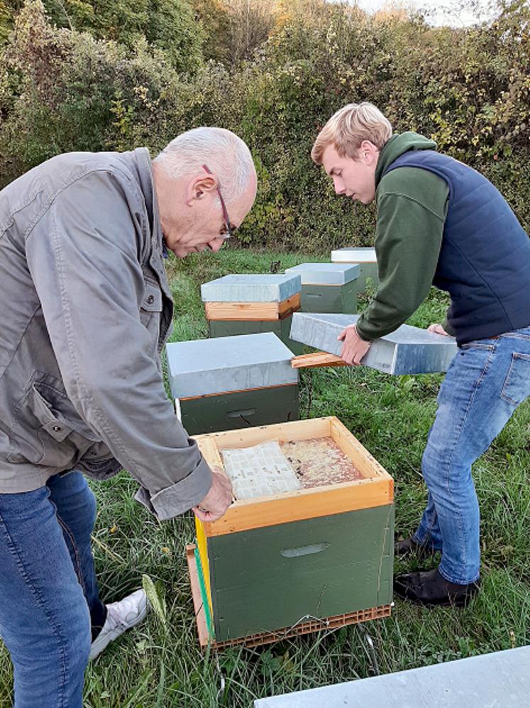 Daniel Boidin (GDSA) et Martin Busschaert (Symbiose) au chevet de colonies d’abeilles décimées par le frelon asiatique.