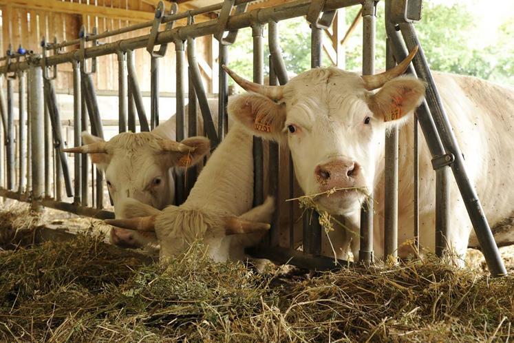 7 000 ha sont cultivés en France, à 50 % pour l’élevage et à 50 % pour la méthanisation.