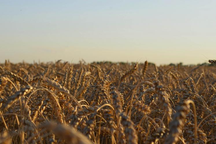 cours du blé Russie Ukraine