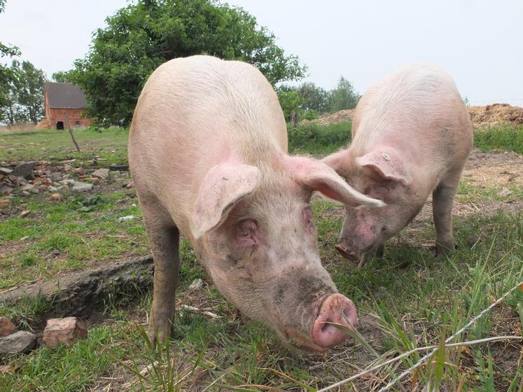 élevage porcin et PPA