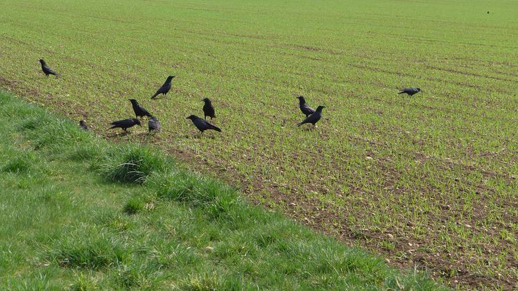 Certaines pratiques agronomiques peuvent réduire les risques d’attaques de corvidés.