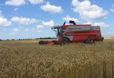 La maturité des blés est là, reste à attendre des conditions climatiques plus propices pour entrer vraiment dans le vif 
de la moisson.