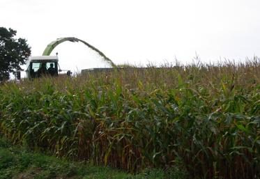 ensilage