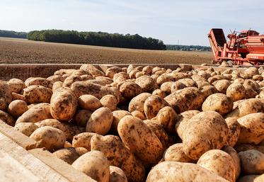 pommes de terre CNIPT UNPT