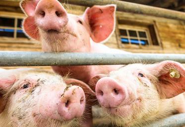 Les eurodéputés souhaitent que l’élevage bovin reste en dehors du dispositif  et que le statu quo soit maintenu pour les exploitations porcines (plus de  2 000 porcs ou 750 truies), et les exploitations avicoles (plus de 40 000 volailles). 
