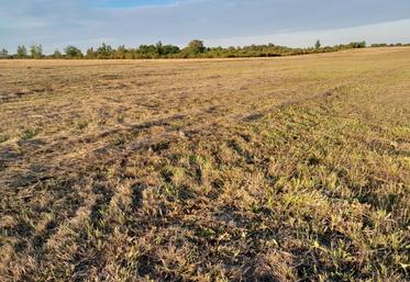 Une cinquantaine d’hectares de pâtures ont pu être récoltés par des éleveurs  certifiés bio en juillet dernier sur le camp militaire de Sissonne quand d’autres parties de ce vaste territoire continuent à être pâturées. 